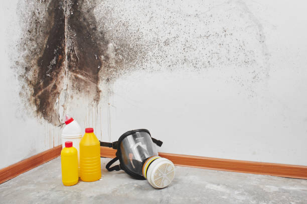 Best Mold Remediation Experts  in Sea Ranch, CA