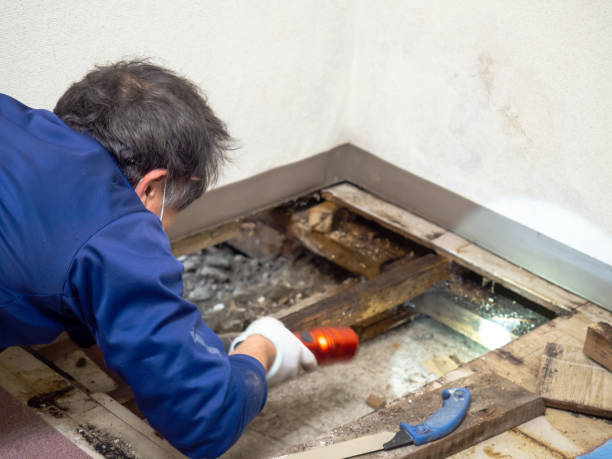 Best Mold Removal Near Me  in Sea Ranch, CA