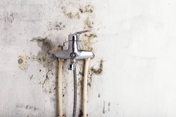 Best Certified Mold Removal  in Sea Ranch, CA