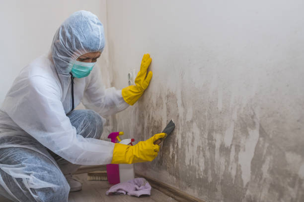 Best Mold Testing  in Sea Ranch, CA