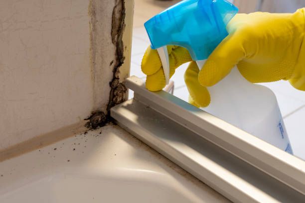 Best Mold Remediation Services  in Sea Ranch, CA