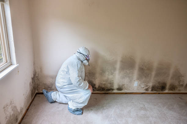Best Attic Mold Removal  in Sea Ranch, CA