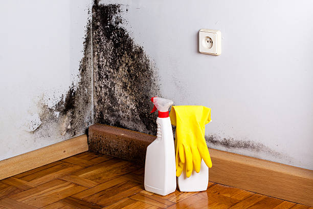 Best Mold Damage Repair  in Sea Ranch, CA