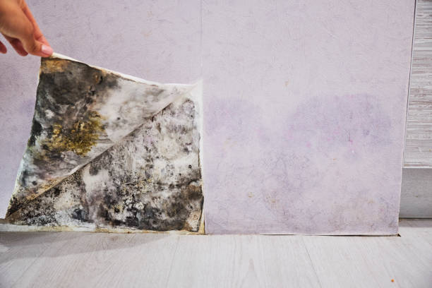 Best Mold Removal Company Near Me  in Sea Ranch, CA
